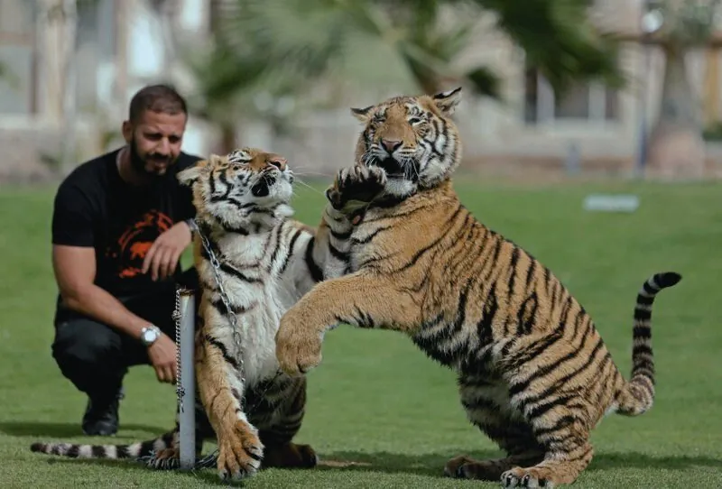Deux tigres et leur soigneur