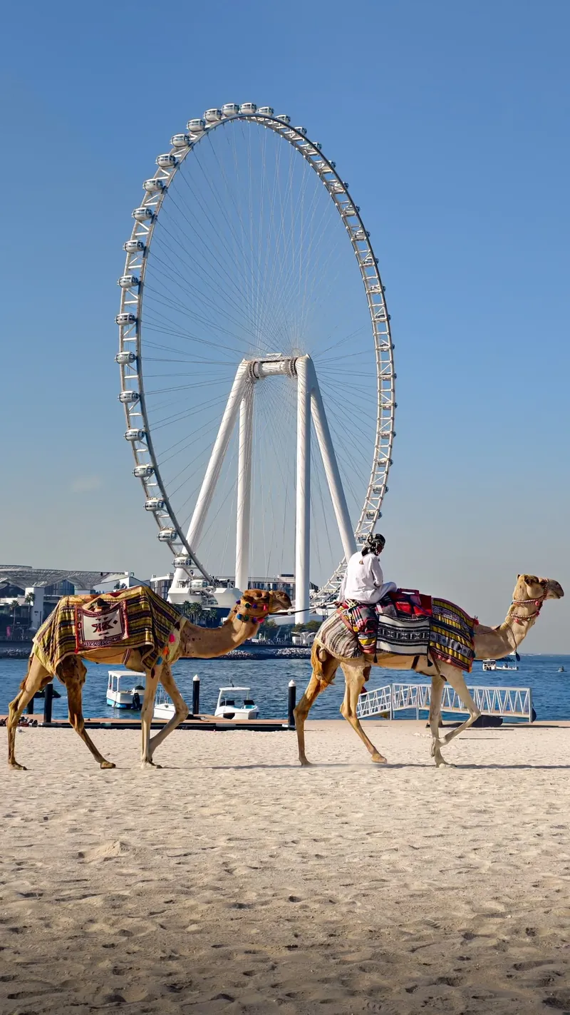 Chameaux sur la plage de JBR devant la grande roue Ain Dubai